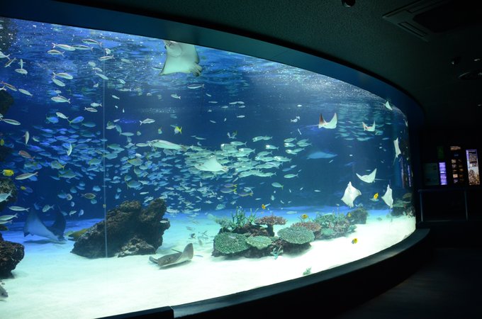 水族館ガールのtwitterイラスト検索結果 水族館ガールのtwitterイラスト検索結果