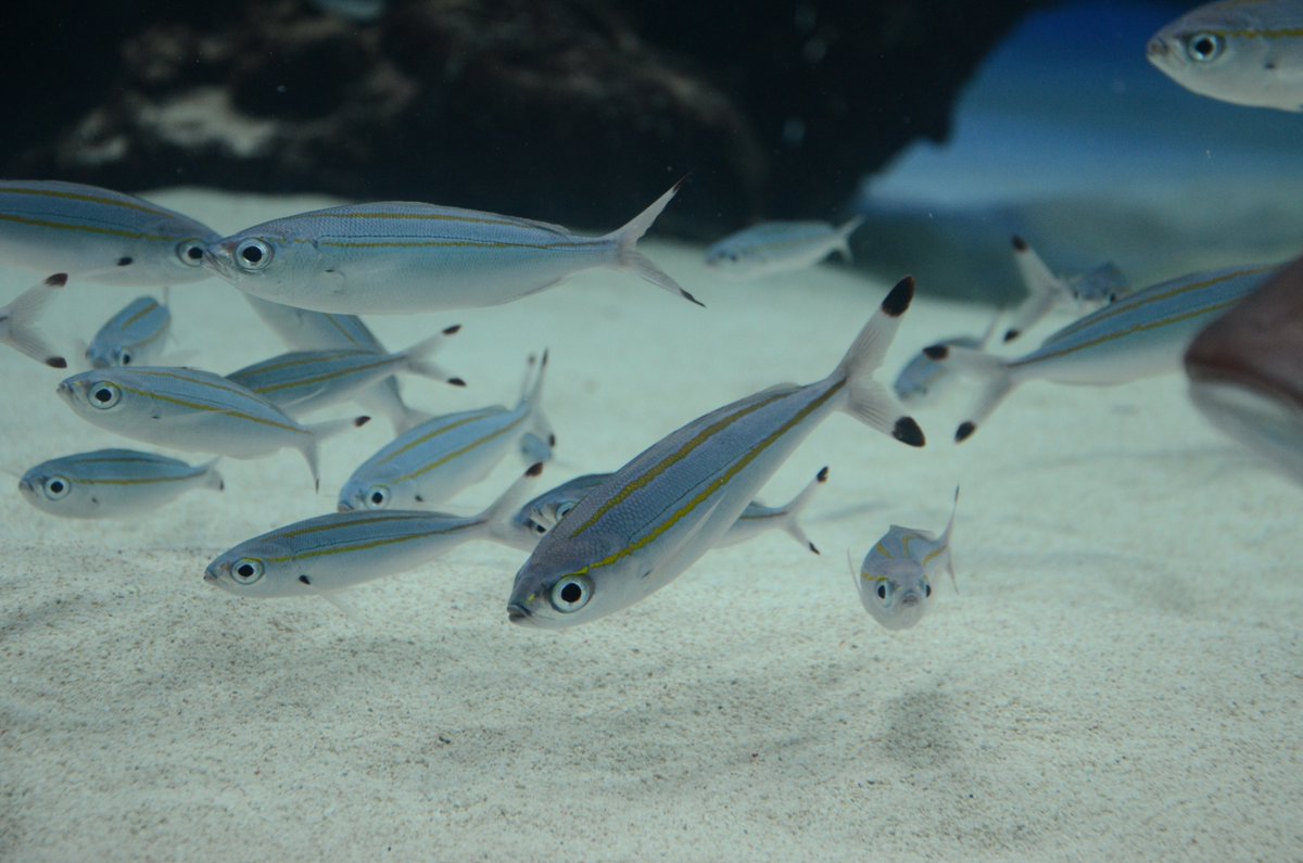 サンシャイン水族館 V Twitter 本日nhkにて 10 00より水族館ガール3話放映です 今日はサンシャインで撮影した場面も出てきますよ タカサゴたちも大活躍 お見逃しなく 水族館ガール サンシャイン水族館 タカサゴ