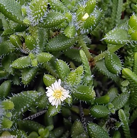 多肉屋 Hana Ippaiぴー農園 デロスペルマ属雪童 セツドウ ウッカリ見落としそうな地味 な小さな白花が咲きました よ く見るとあら 可愛い よく似る同属の雷童 ライドウ は黄花 多肉 デロスペルマ 雪童 Delosperma Echinatum T Co