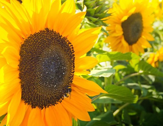 InterfloraUK's tweet photo. #DidYouKnow sunflowers were first cultivated back in 3,500 BC by American-Indian tribes? https://t.co/nGZYg6xSBk