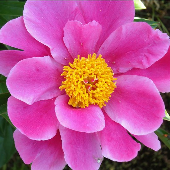 Lai Peoniju cienītājiem pavisam sajauktu galvu, klāt vēl viens simts Latvijā selekcionētu šķirņu #darzalaiks.