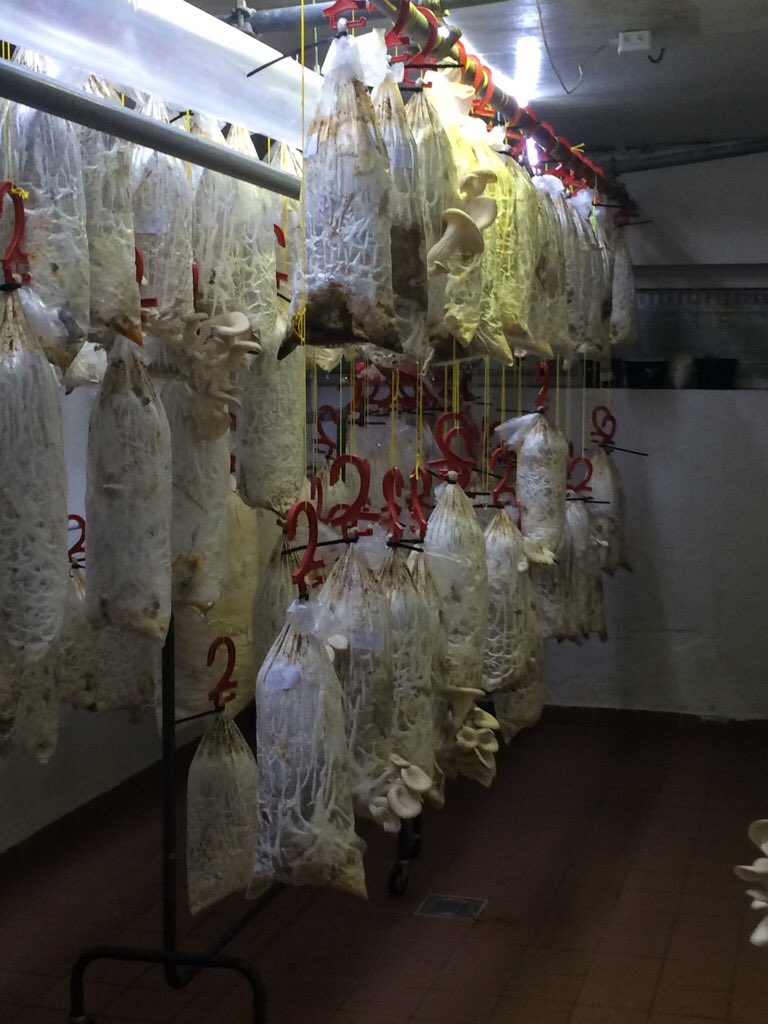 #BlueCity010 Van koffie naar oesterzwammen: verwaarden van afval #NextEconomy #circulair #innovatie #ondernemerschap