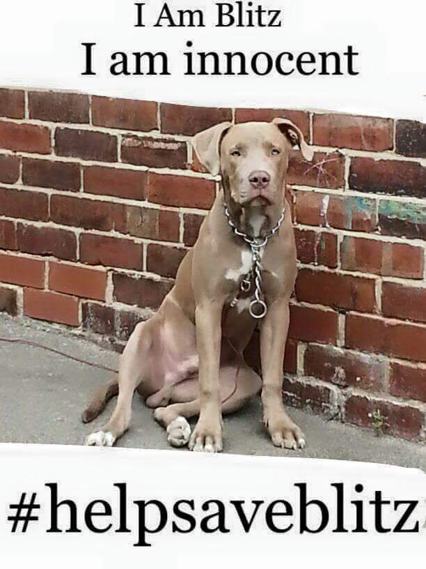 BitofDecorum's tweet photo. Update permission granted to appeal to High Court for judicial review #HelpsaveBlitz #EndBSL #Wearewithyou #rt https://t.co/mB8IIaUMQA