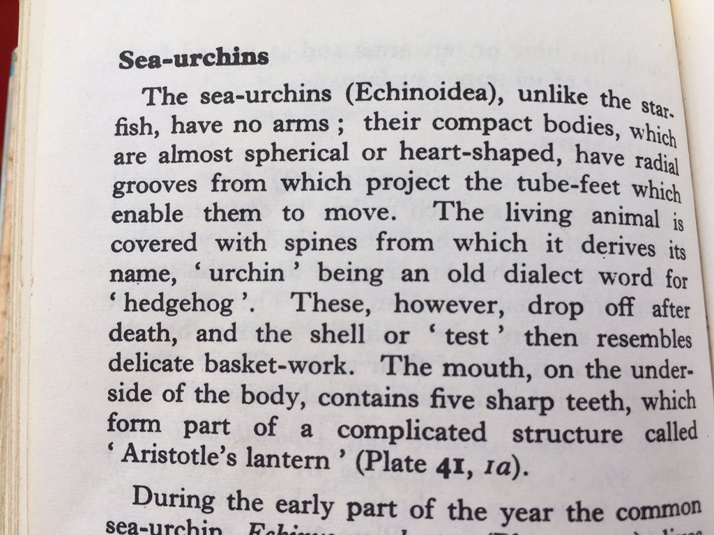 This little #book perfect 4 the train-full of fascinating info Who knew #urchin was dialect for #hedgehog!