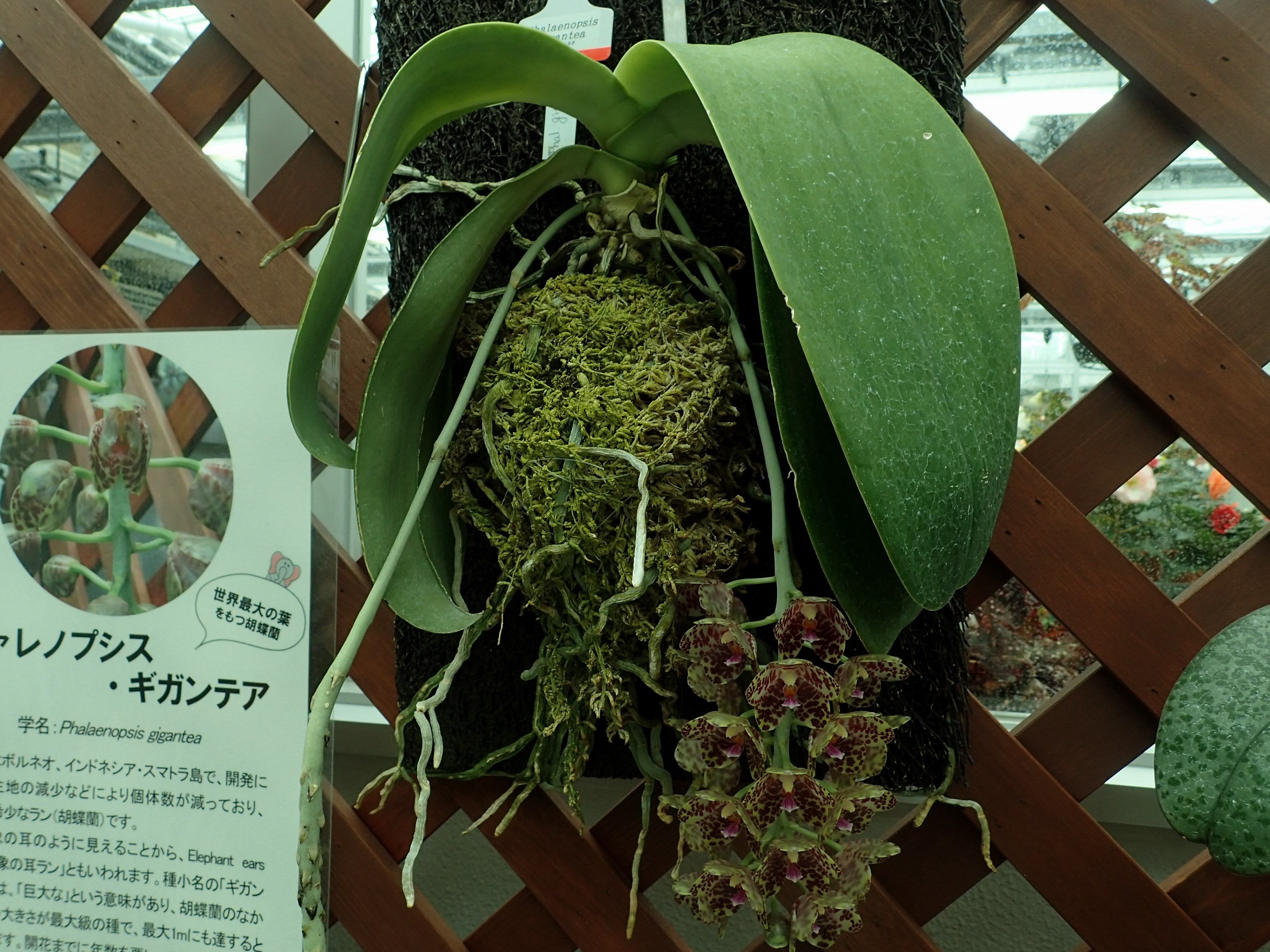 神代植物公園 ニュース Al Twitter 胡蝶蘭の仲間では世界最大の葉をもつ ファレノプシス ギガンティア が当園で初めて開花しました ラン 室やベコニア室は植物の生育のため空調がきき とても涼しいクールスポットです 皆様 ぜひこの珍しいランをゆっくりとご鑑賞