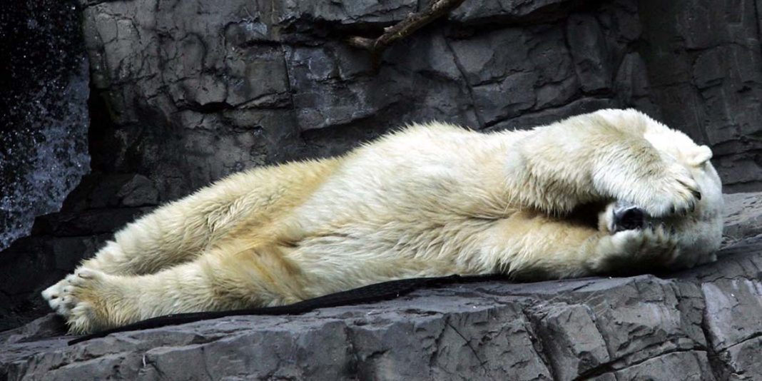 Kutup Ayısı Arturo 30 yıl 'Hayvanat Bahçesi'nde yaşadıktan sonra delirerek öldü - siyasihaber3.org/kutup-ayisi-ar…