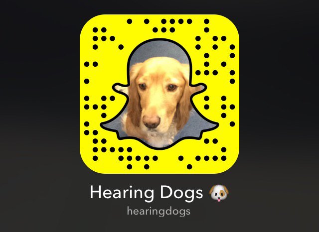 HearingDogs's tweet photo. Add us on snapchat for adorable behind-the-scenes coverage of our puppy training centre! Username: hearindogs https://t.co/s82TaVQCQ2