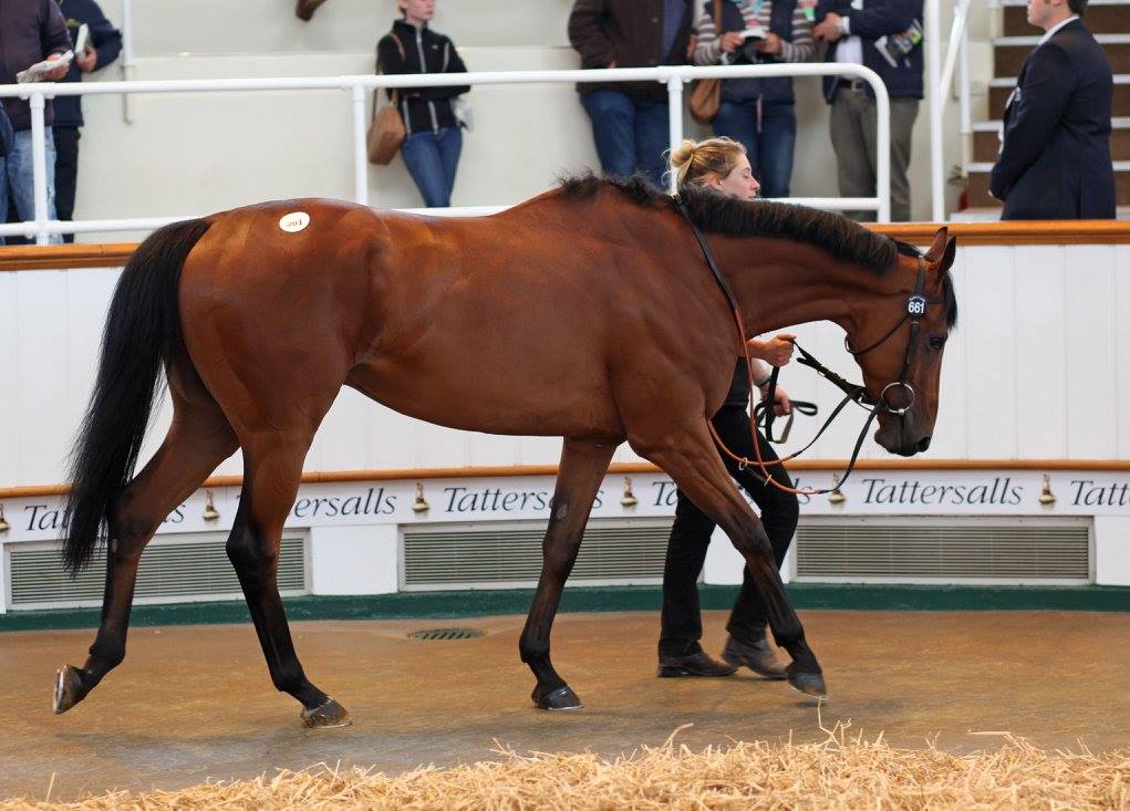 Tattersalls1766 tweet picture