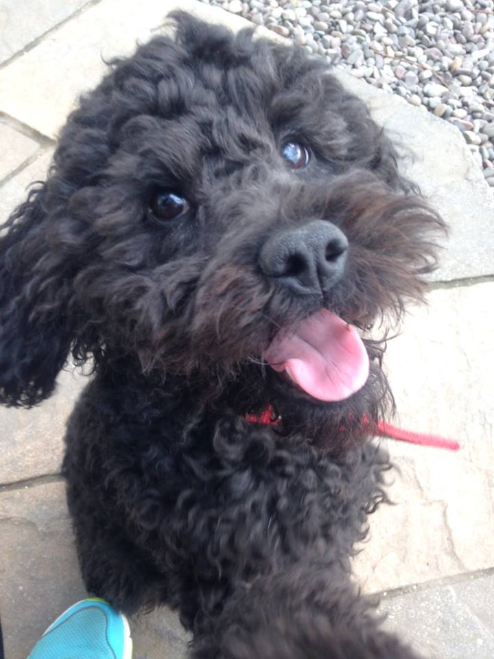 Meet Freddie
Freddie is our latest pet to arrive at Meiklebob !!