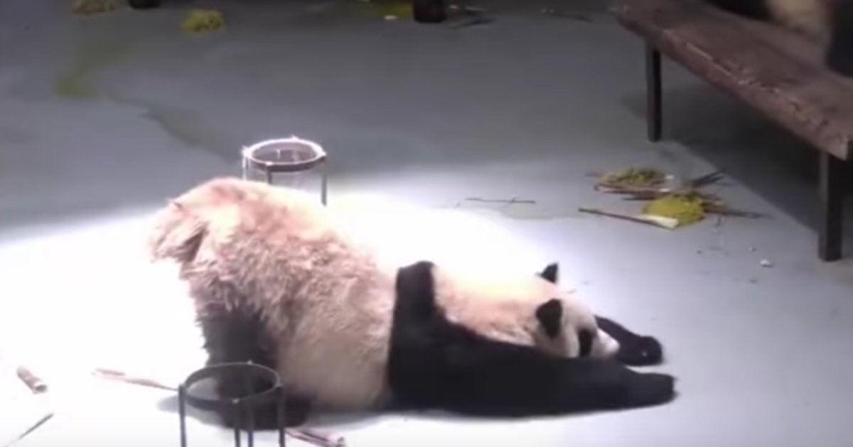 CurtisSChin's tweet photo. Ok, Tweeps: take it viral: #Panda #yoga basics: πΌ #downwardpanda trumps downward dog. π·: ht @mashable #socialmedia https://t.co/tPDjNCX5mU