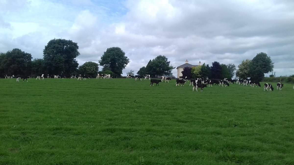 DarraghScott's tweet photo. Sowed this #abergain and #abermagic mix the 26th May and got no rain for near 3 weeks. Nice to be grazing it. https://t.co/oDl0MvpC8H