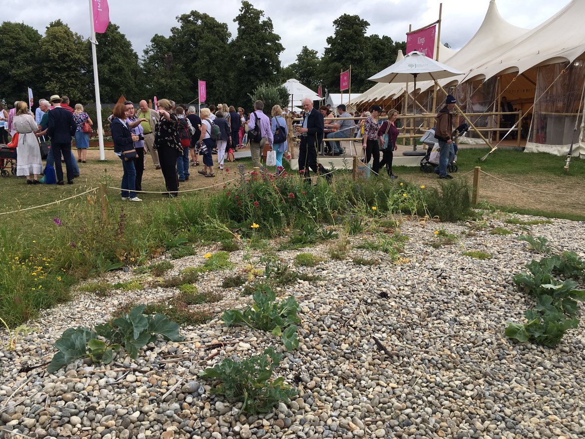 Weird 2c #shingle #beach at #hamptoncourt #flowershow #hats off for getting #yellowhornedpoppies to bloom on cue!