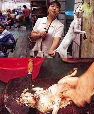 .<a href="/uriminzok_engl/">North Korea English</a> <a href="/UNECOSOC/">UN ECOSOC President</a> Stop Dog/Cat meat Torture trade! #stopboknal #BoycottChina SIGN: chn.ge/29S5Cca