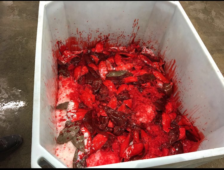 Tong bestand Noordzee alleen maar groeiende! Maar moet nu worden uitgeroeid door de Eu. Discardban