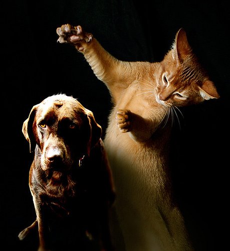 AllDogs__'s tweet photo. #new Janet Eve Josselyn:  What Your Dog Really Wants To Tell You About The Cat https://t.co/m4tR1xQLrT https://t.co/XNabvOUggP
