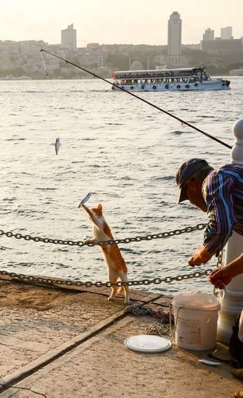 Abi lazim deyilse bunu alabilirmiyim.