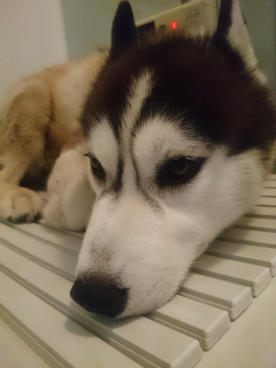 ムックス tweet media