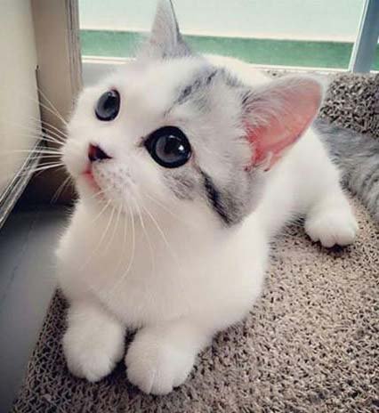 cute kittens socutekittens twitter