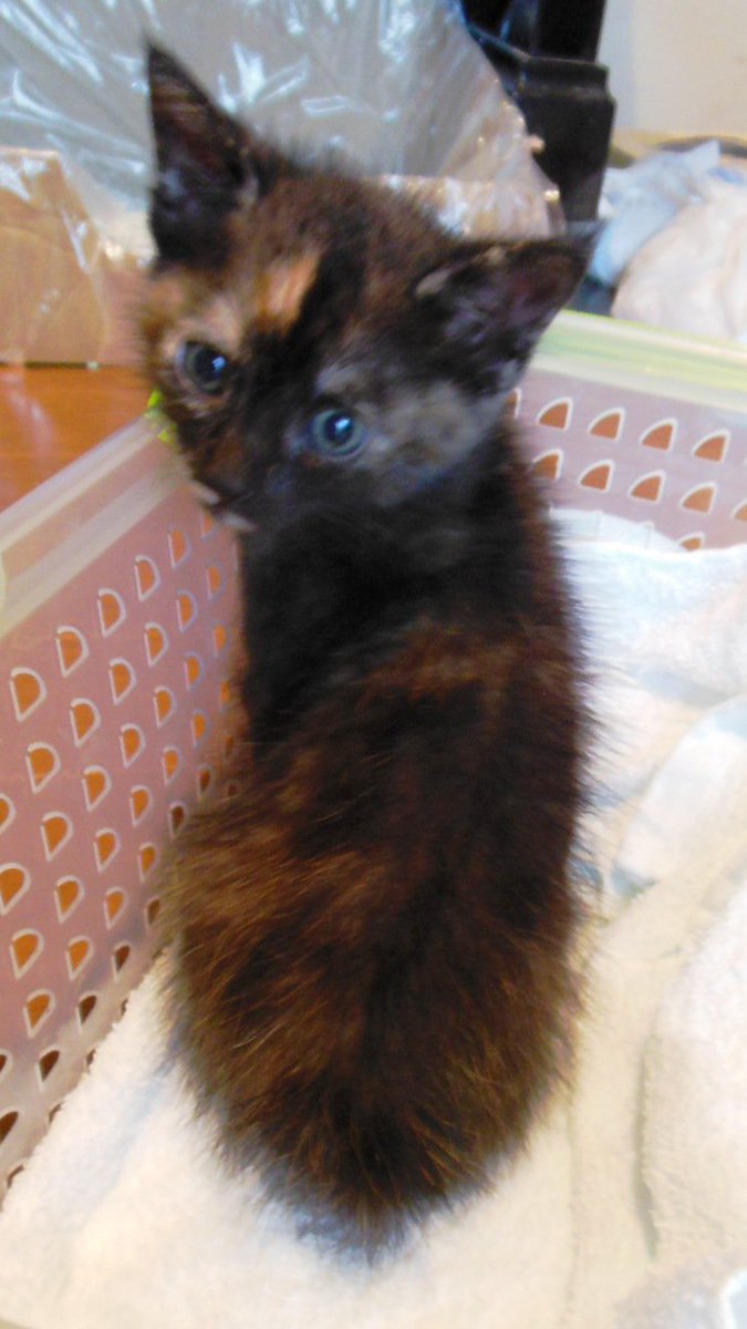 きれいなサビ柄でしょ？