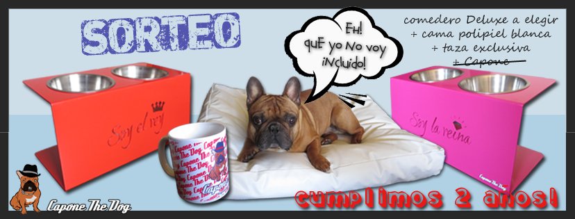 CaponeTheDog tweet media