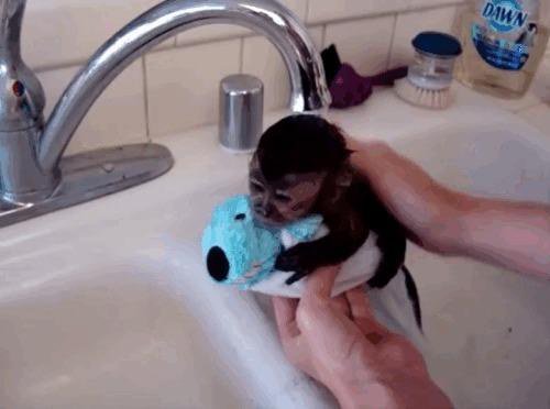 jamesjgordon2's tweet photo. Baby monkey gets a bath https://t.co/0MIOQkRC3A