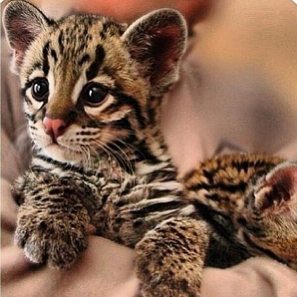 Cute Kittens tweet media