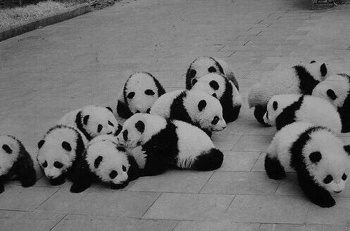 Baby pandas