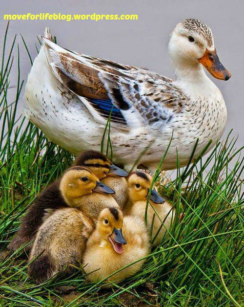 moveforlifeblog's tweet image. #mother #motherhood #love #Respect #care