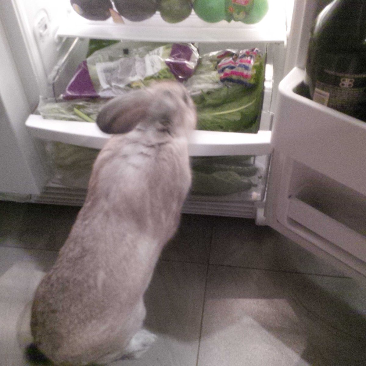 dgroscoe's tweet photo. What should I have for lunch today #bunny #thumper #smartrabbit https://t.co/ymRwy01EX4