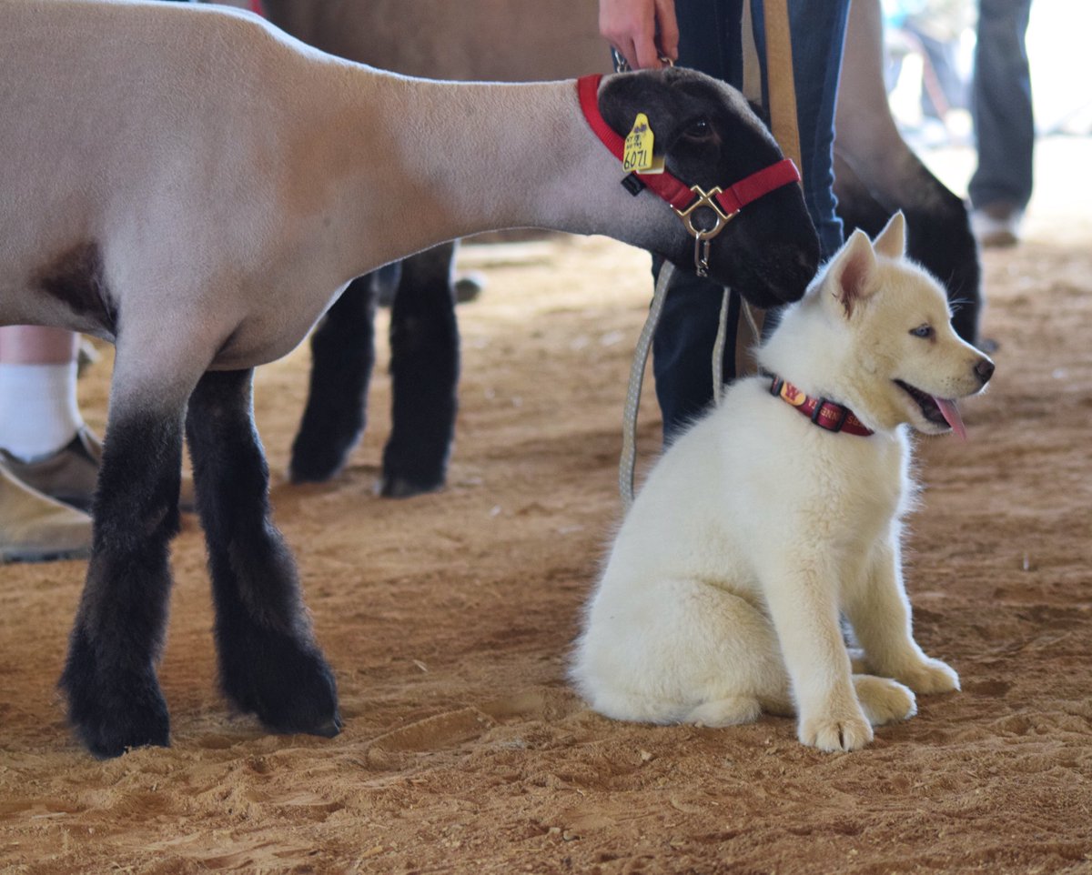 ClassyShowgirl's tweet image. 😍😍😍