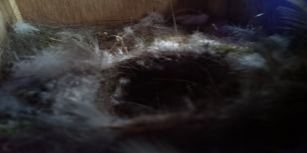 BirdsEyeView_'s tweet photo. here is the bird box20160708-132132 https://t.co/jG1jr24T3Q