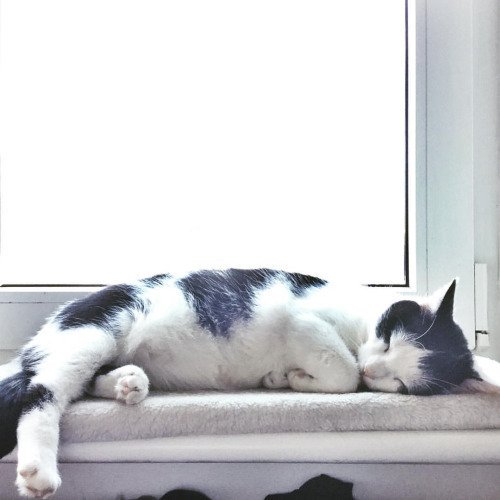 FullCatHouse's tweet image. nappin