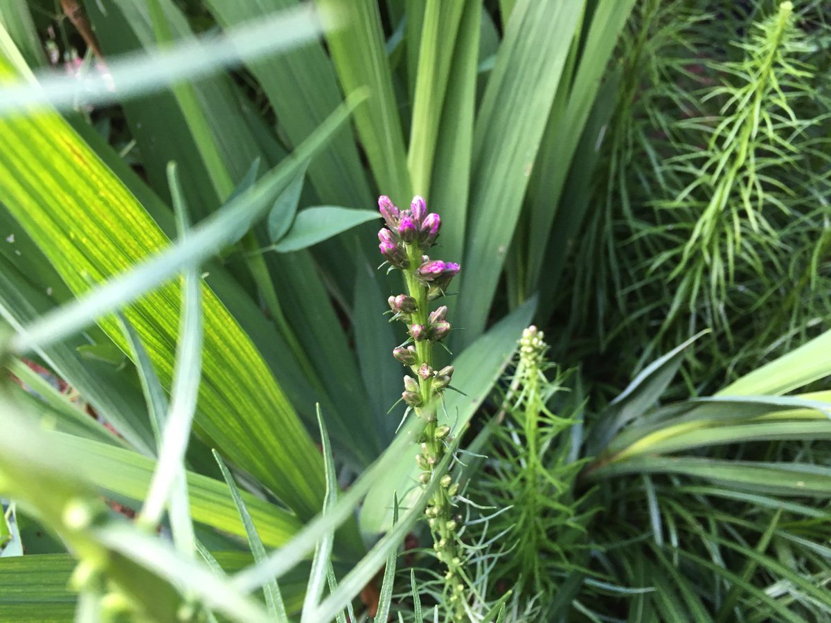 LooniCat's tweet photo. Liatris Blazing Star from @LFGardens getting ready to say Hello https://t.co/LFoDVOvJgJ