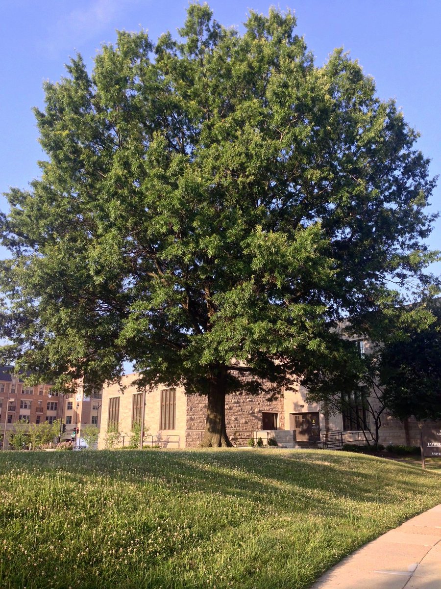 CUAlibraries's tweet photo. It's going to be a scorcher today. Good thing campus has a ton of lovely trees providing shade. #cua #howiseecua https://t.co/QMtjzPYIRY