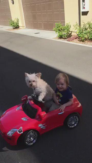 when u get your license suspended but u got a dog so its ok