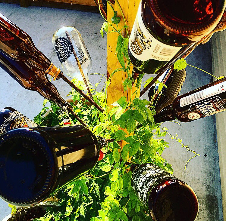 Growing hoppy little trees. #spreadingbobrosslove