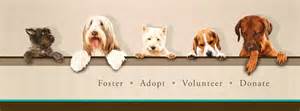 RuffLoveRescue's tweet photo. we have so may dogs looking for you!!
#rlrdogs #ruffloverescue https://t.co/IO5n7jZW8T