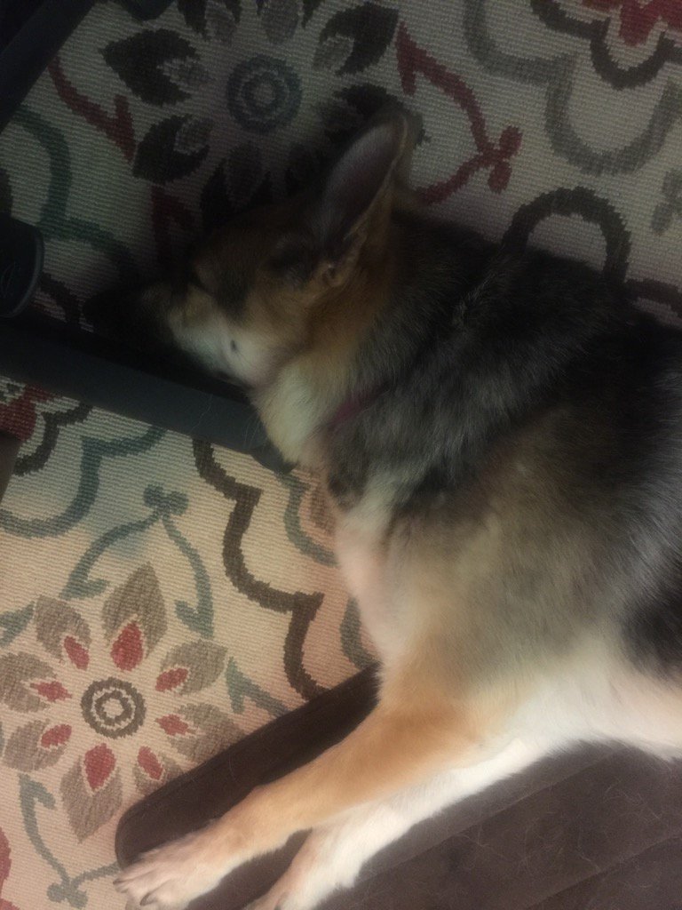 DrHoy480's tweet photo. And so begins my day. #officebuddy #GSDrescue #DontMoveMom https://t.co/VvqqMqUoMS
