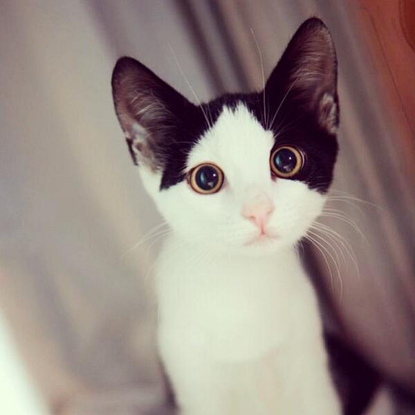 Cute Kittens tweet media