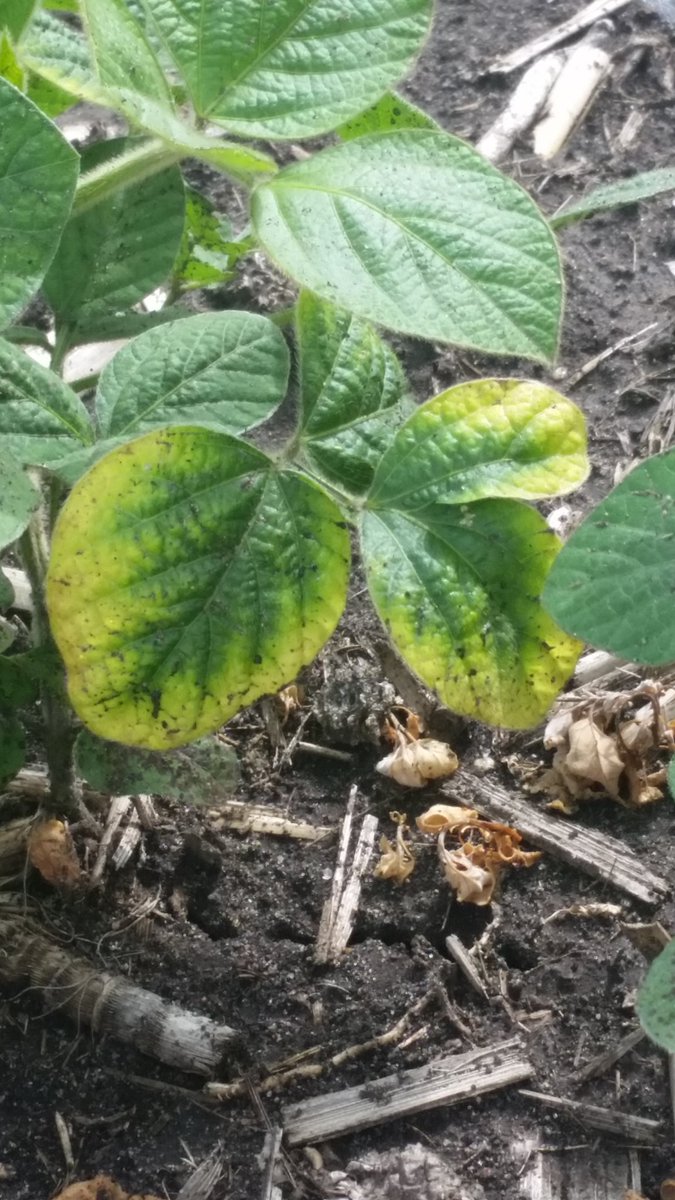 Low soil potassium fertility or #SCN? 
Both.
SCN feeding injury increases K deficiency symptoms on #soybean.