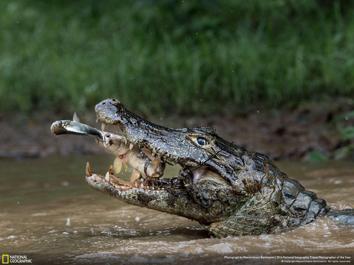 This is what we call "Double Trapping" - Check out other winners of our photo contest: on.natgeo.com/29npWiP