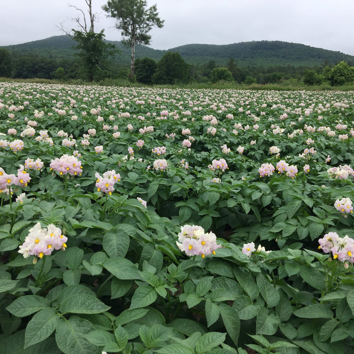 alvin_winslow's tweet photo. The fruit of the #Maine earth at first blossom!  #Potatoes grown in our fertile soil and natural rain.  Great #Spuds https://t.co/fshY1wtnJA