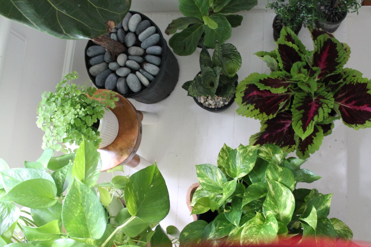 Choosing Houseplants.  And how to make them live long and beautiful. More on the blog. #houseplant #plants