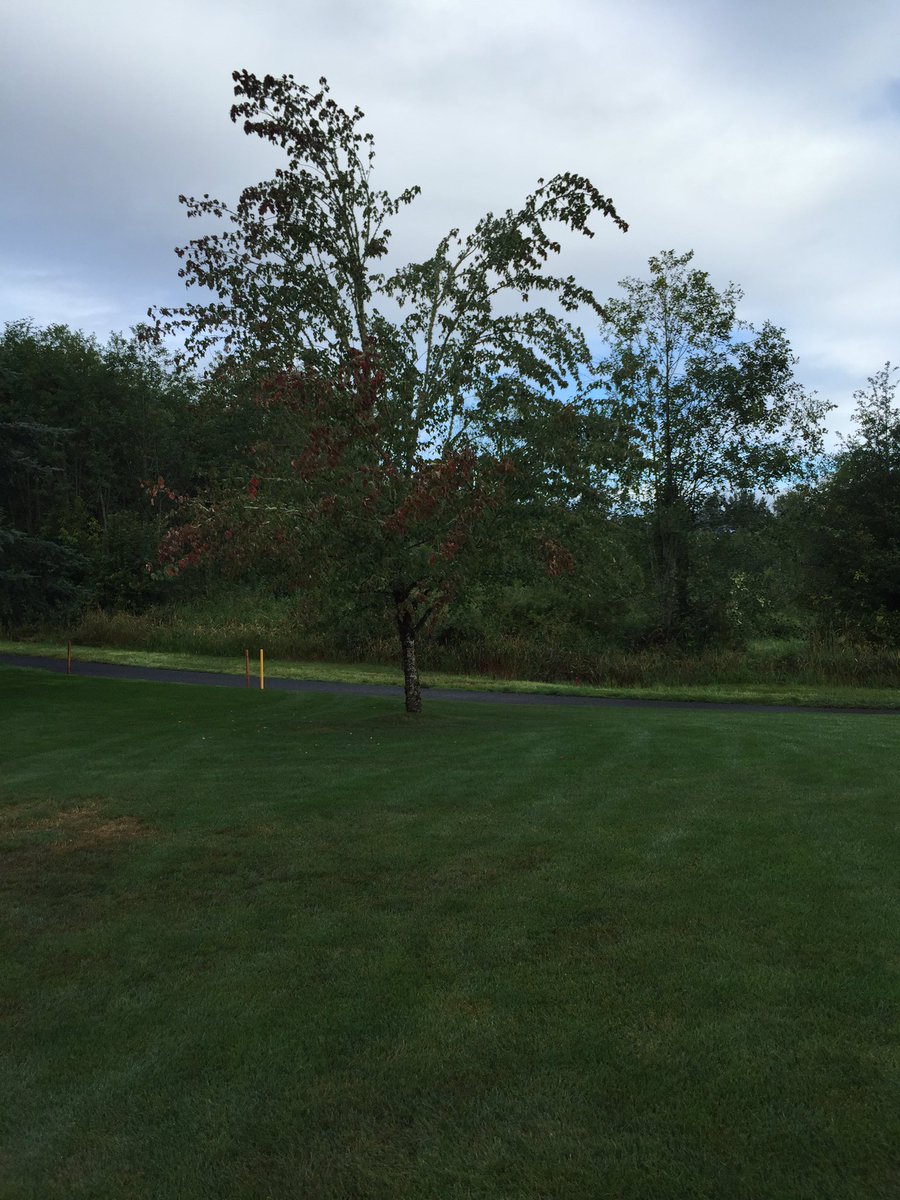 spartangrass's tweet photo. Even the tree thinks it's fall. #highof70
#fallinjuly #pnwweather https://t.co/QczOSCeeHV