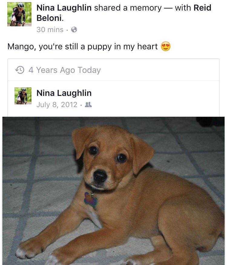 Mango the Dog tweet media