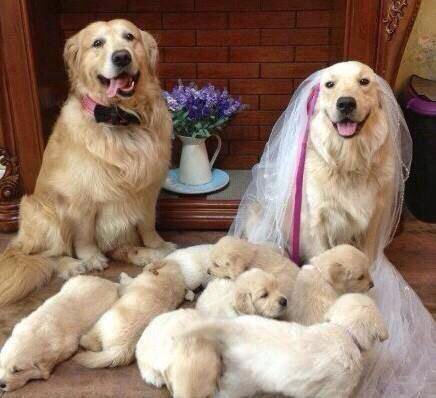 The bride, groom and most importantly their puppies