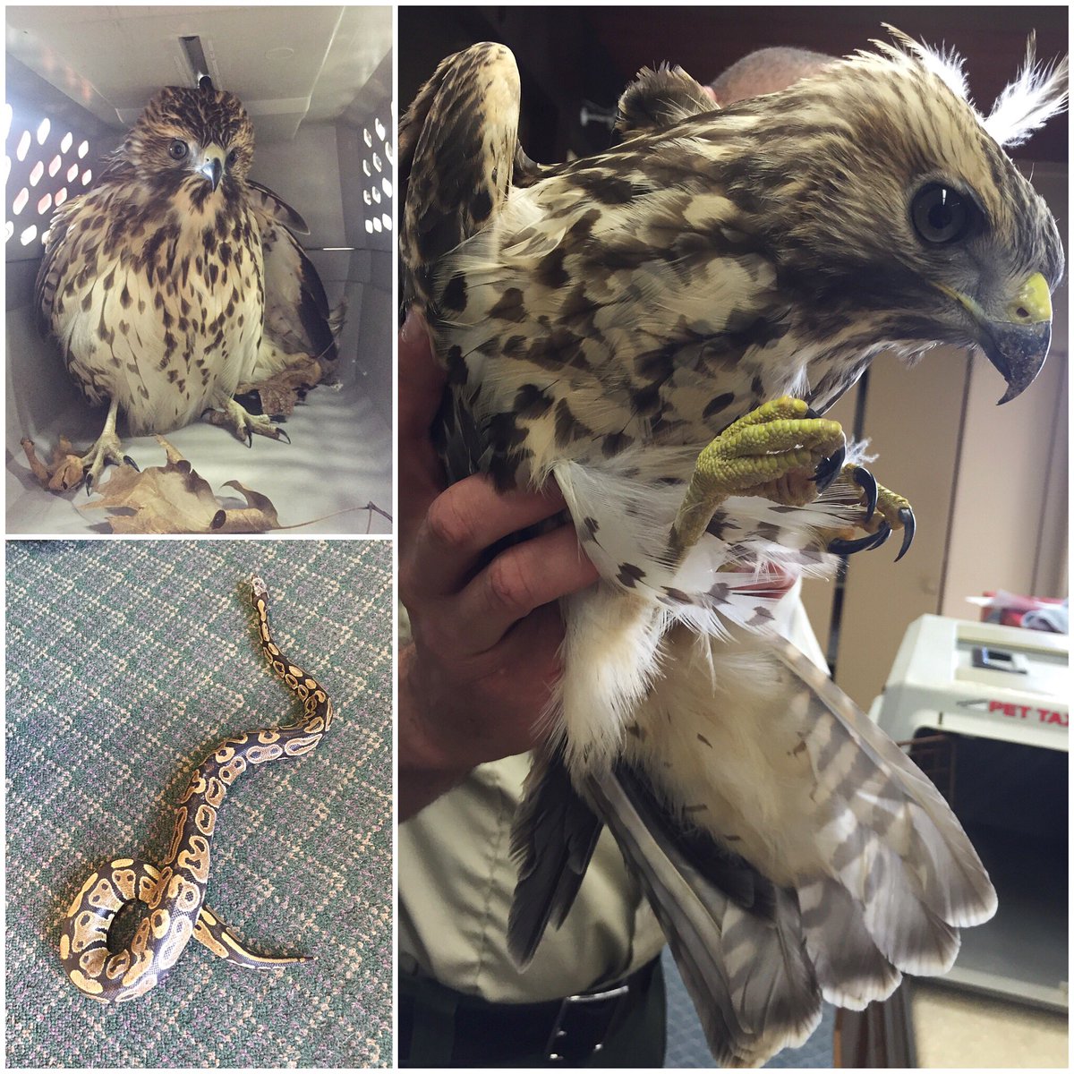 SPCACincinnati's tweet photo. #SPCACincinnati assists more than cats and dogs! These critters were brought in by our #AnimalControlOfficers! https://t.co/b6yaWogHYa