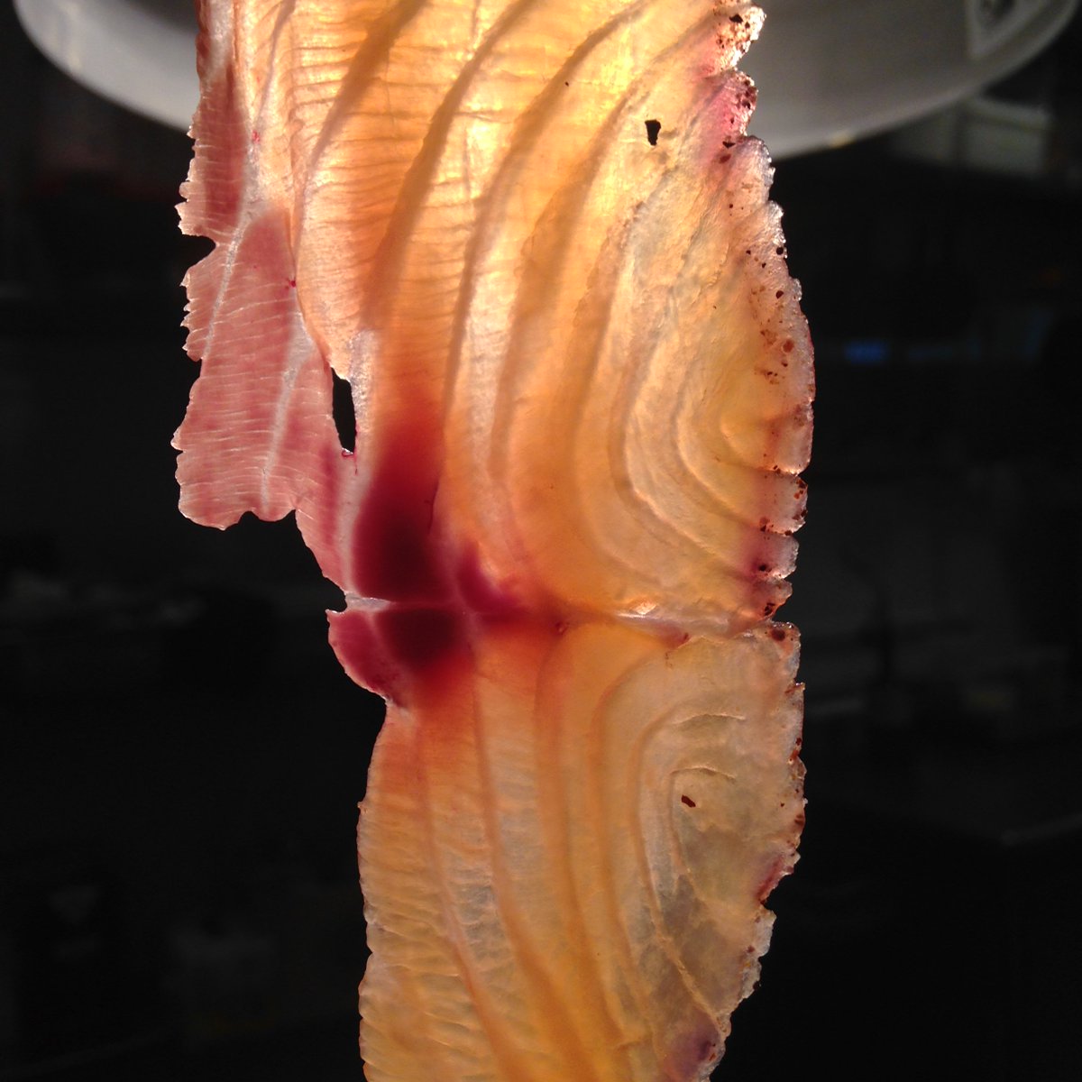 studyrestaurant's tweet image. House cured lox w/ juniper &amp;amp; hibiscus - get 1/3lb in a sandwich w/ creme fraiche mayo, tomato, lettuce &amp;amp; capers