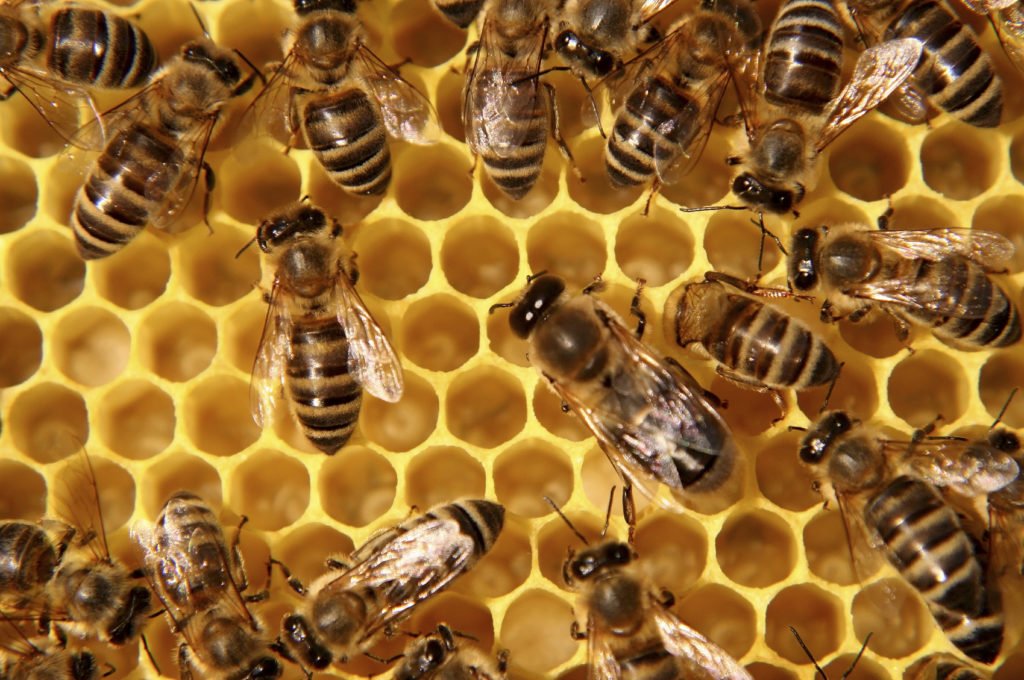JanomeUK's tweet photo. Sunday is National Don’t Step on a Bee Day! Bees special to all of us who love sewing #GBSB https://t.co/FP3IWK9wh1 https://t.co/NejwmRQp4g