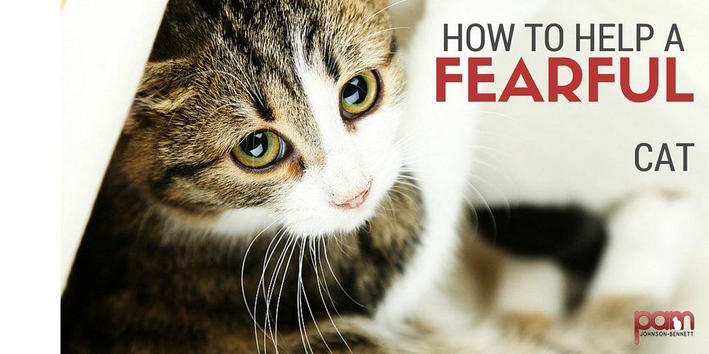 Some tips for helping a fearful cat bit.ly/1EnZ4I9 #cats #catwise